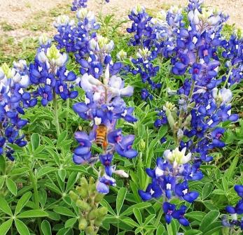 Bluebonnets and bees - compressed