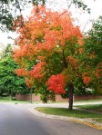 Fall Tree