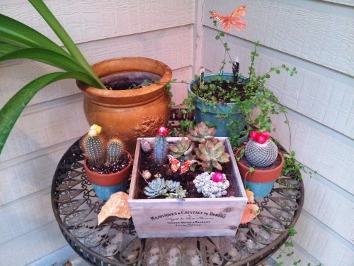 Succulent Garden