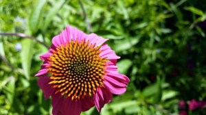 FB_IMG_1434426325087_resized