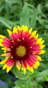 FB_IMG_1434428047314_resized